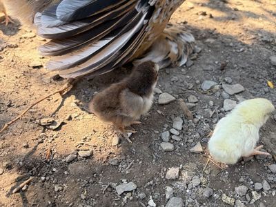 Serama Chicks