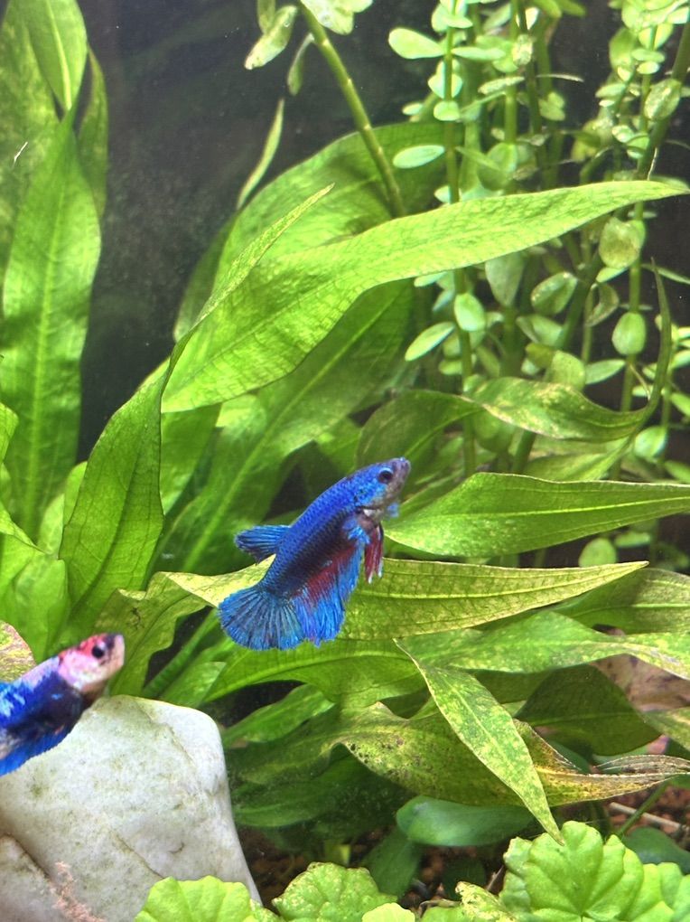 Betta Fish