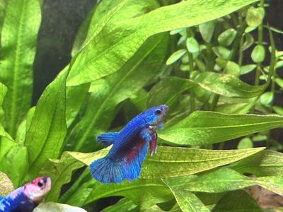Betta Fish