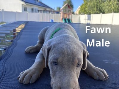 Beautiful Blue & Fawn Doberman Puppies - Ready for a Loving Home