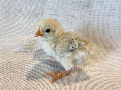 Kikiriki chicks