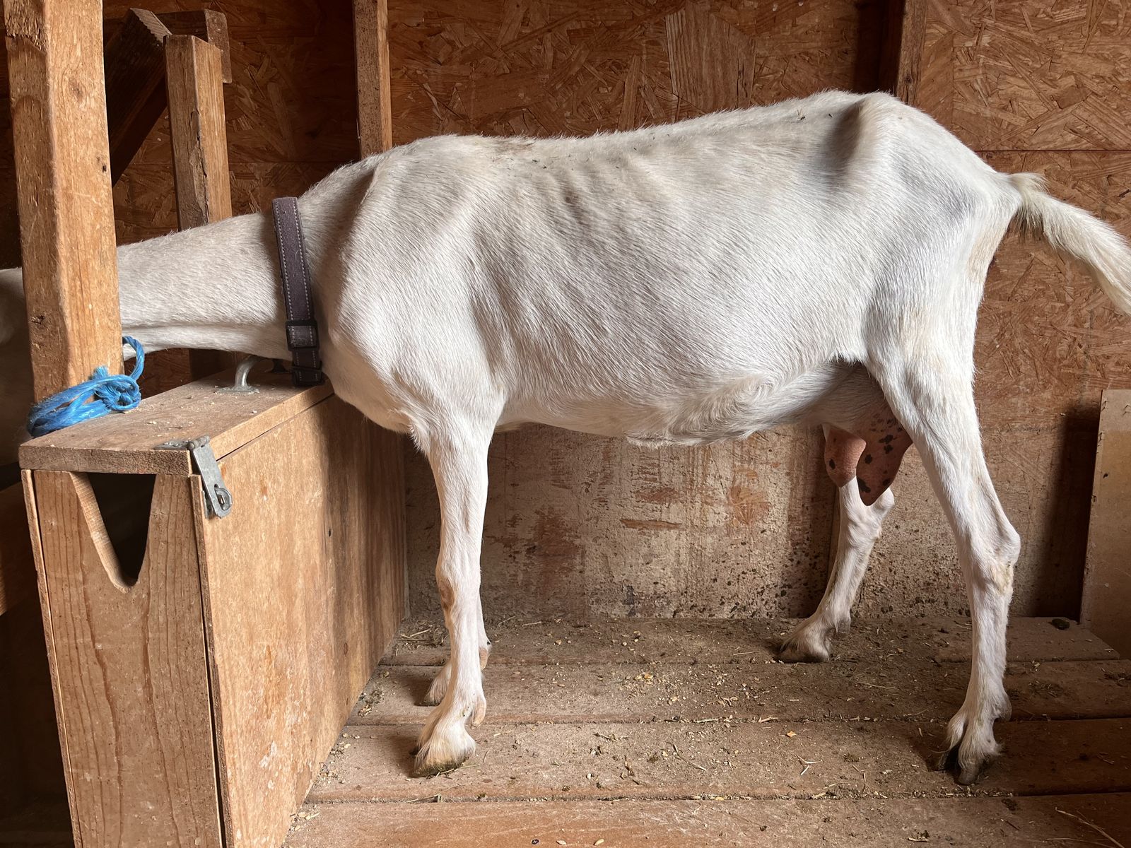 Purebred Saanen in Milk
