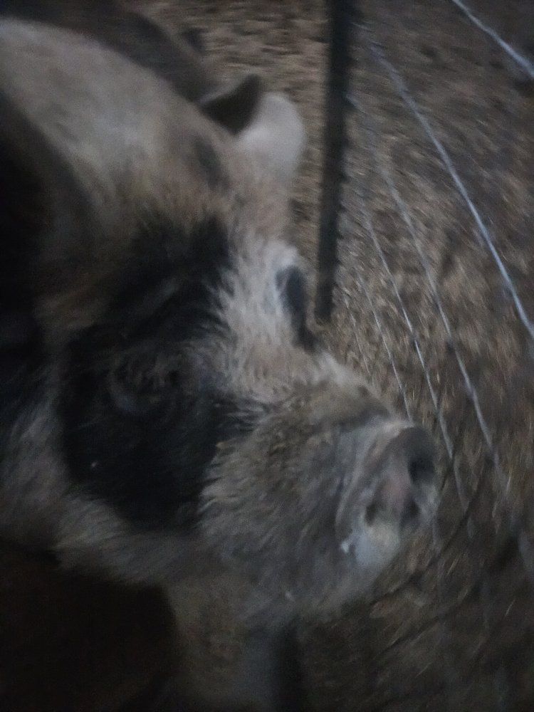 kune kune boar