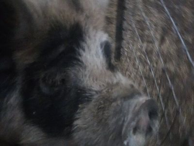 kune kune boar
