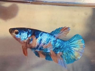 Rainbow Candy Koi Female Betta