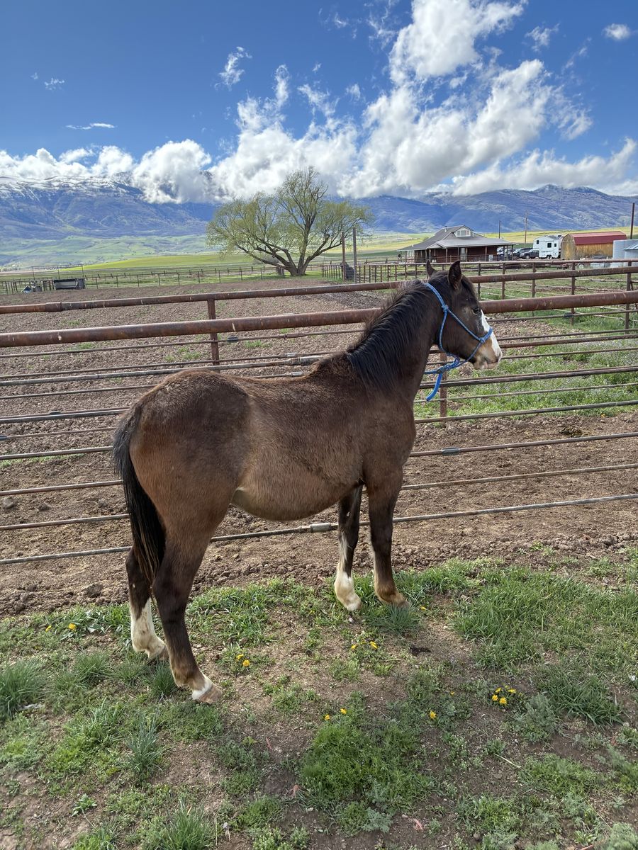 2 year old grade gelding