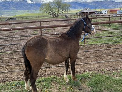 2 year old grade gelding