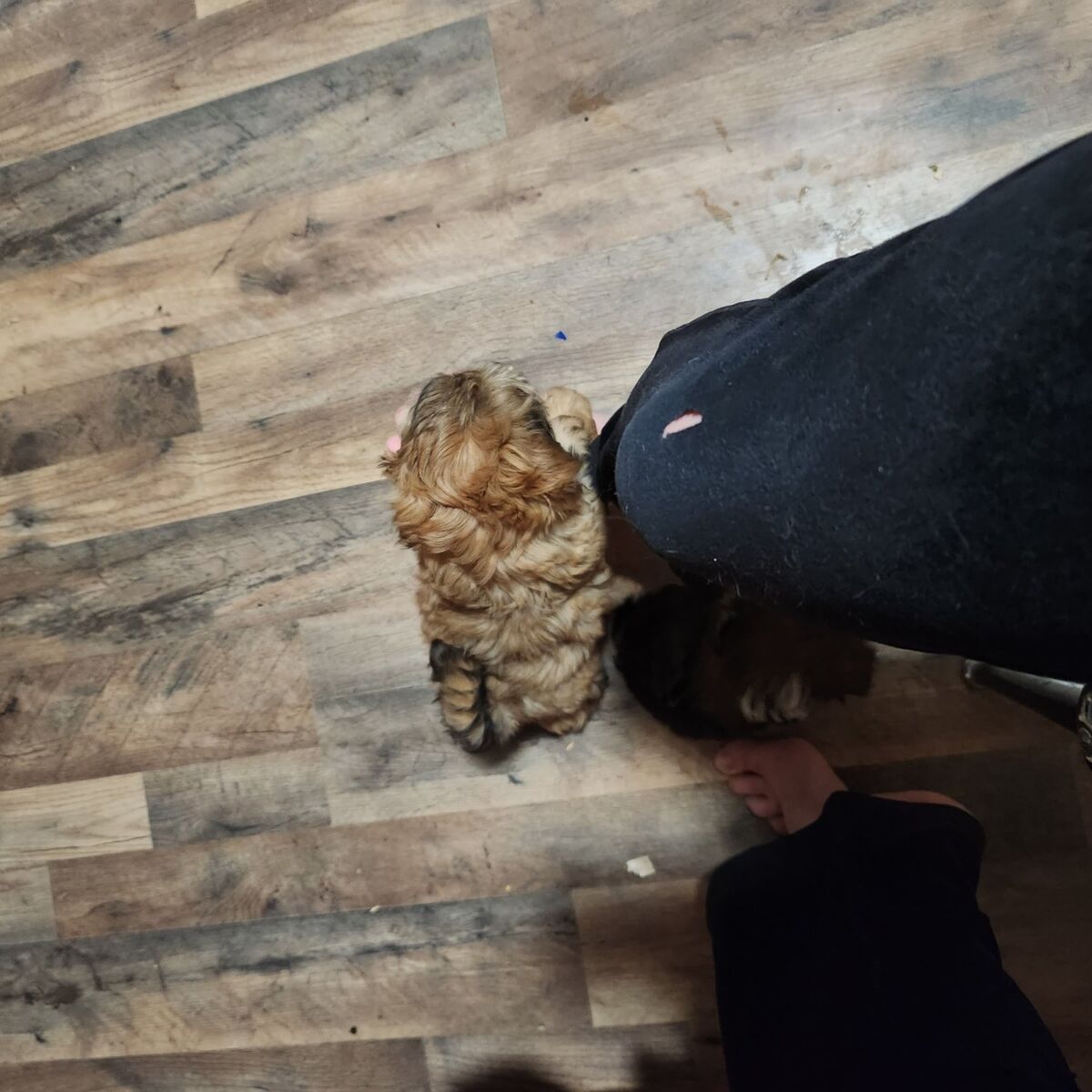 shih tzu puppie (male)