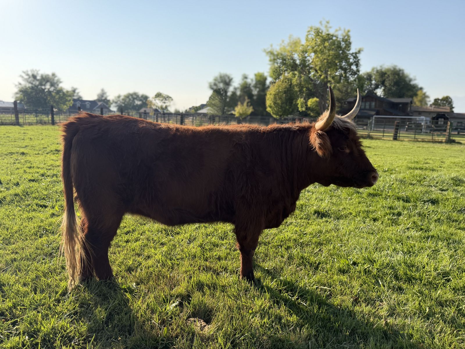 Highland Cow