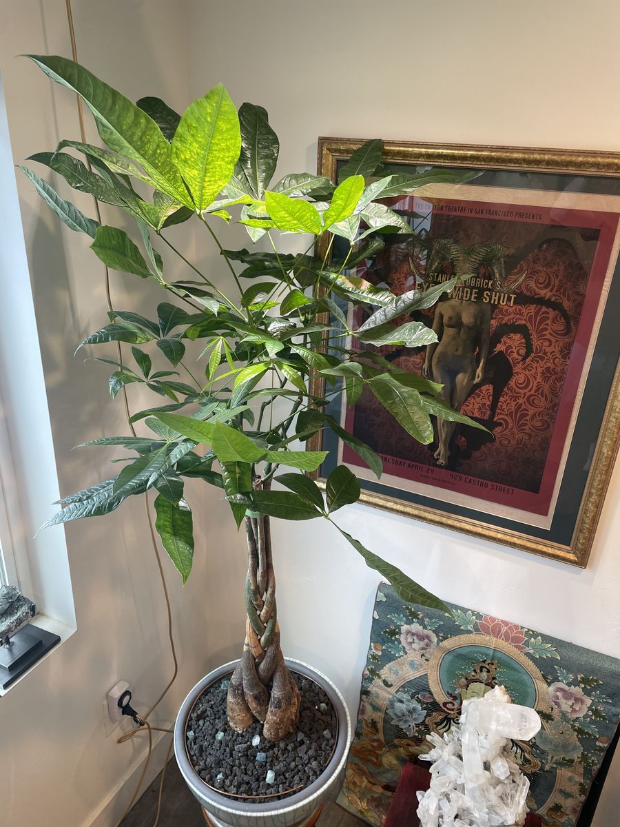 Large Lucky Money Tree Pachira Aquatica 5 Plants (