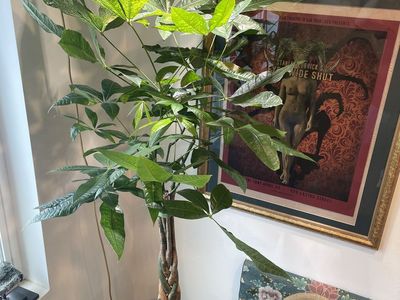 Large Lucky Money Tree Pachira Aquatica 5 Plants (