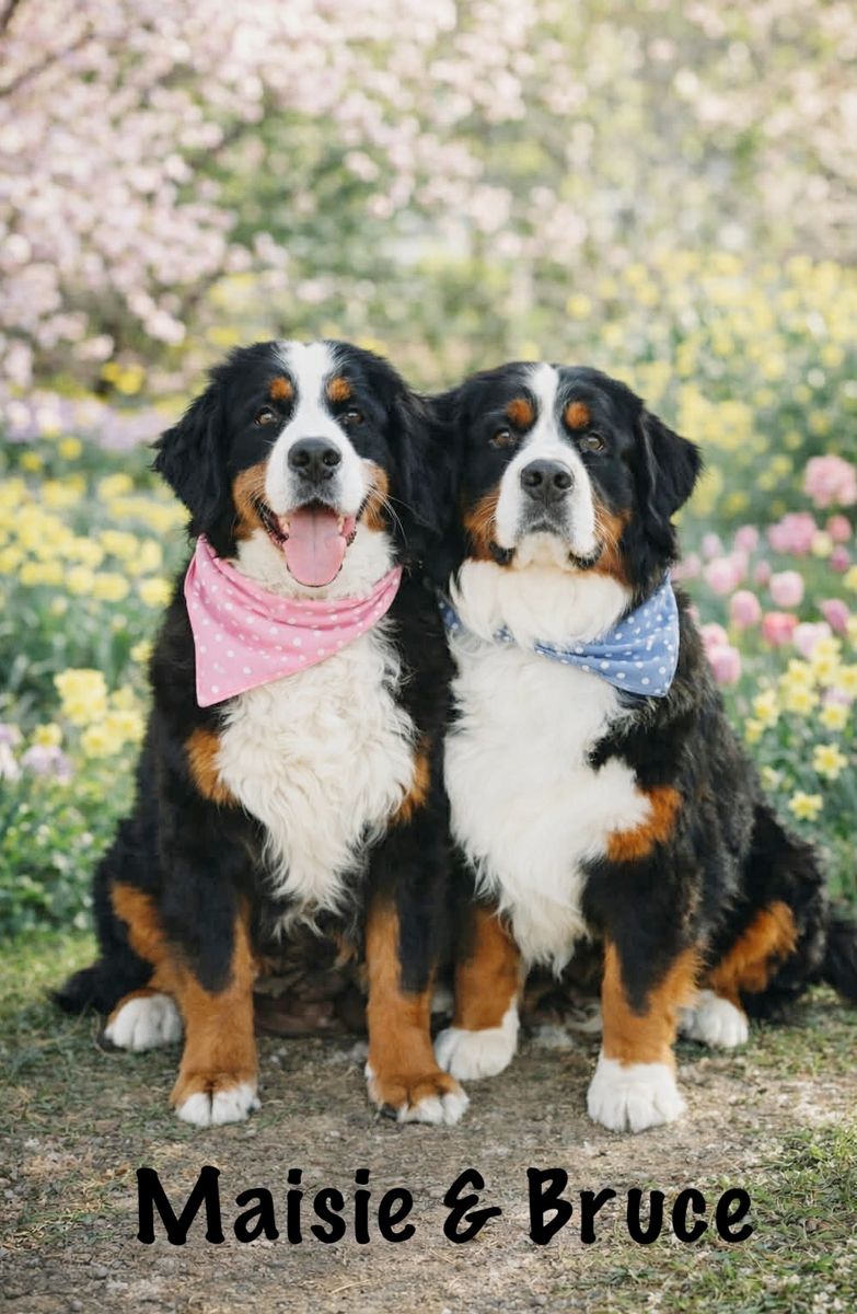 EXPECTING AKC BERNESE MT DOGS!!!