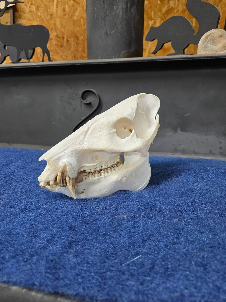 Main image 5