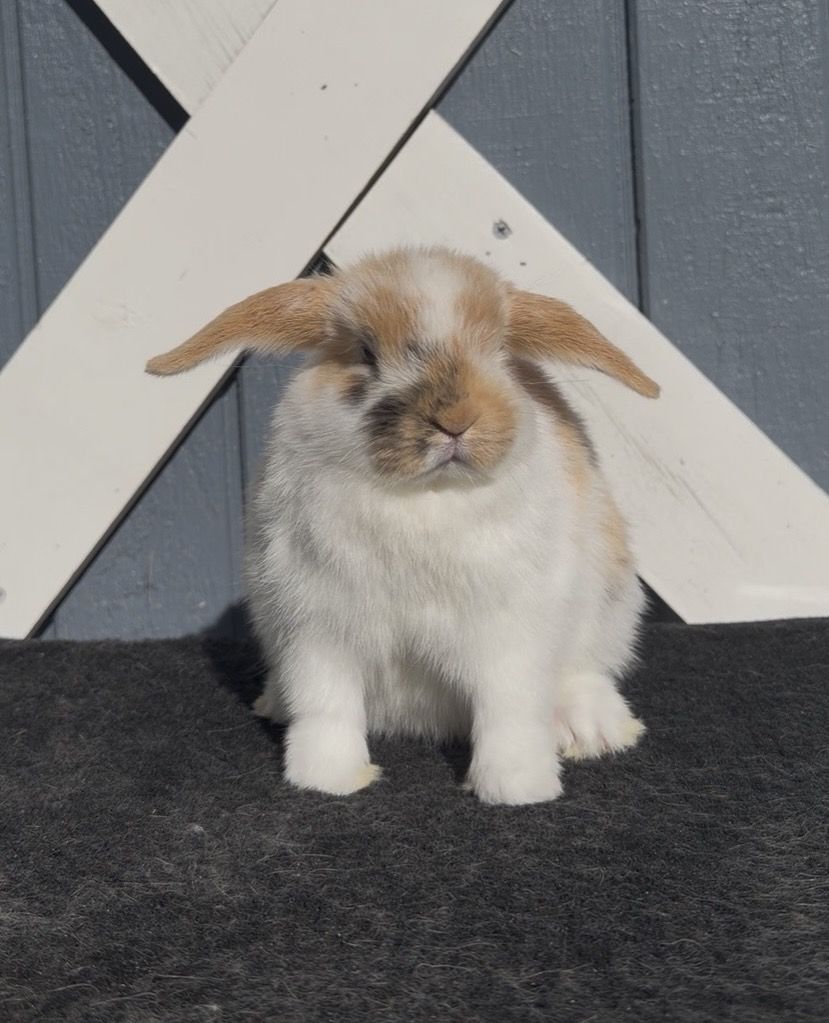 Holland Lop Doe - Pedigreed