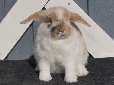 Holland Lop Doe - Pedigreed