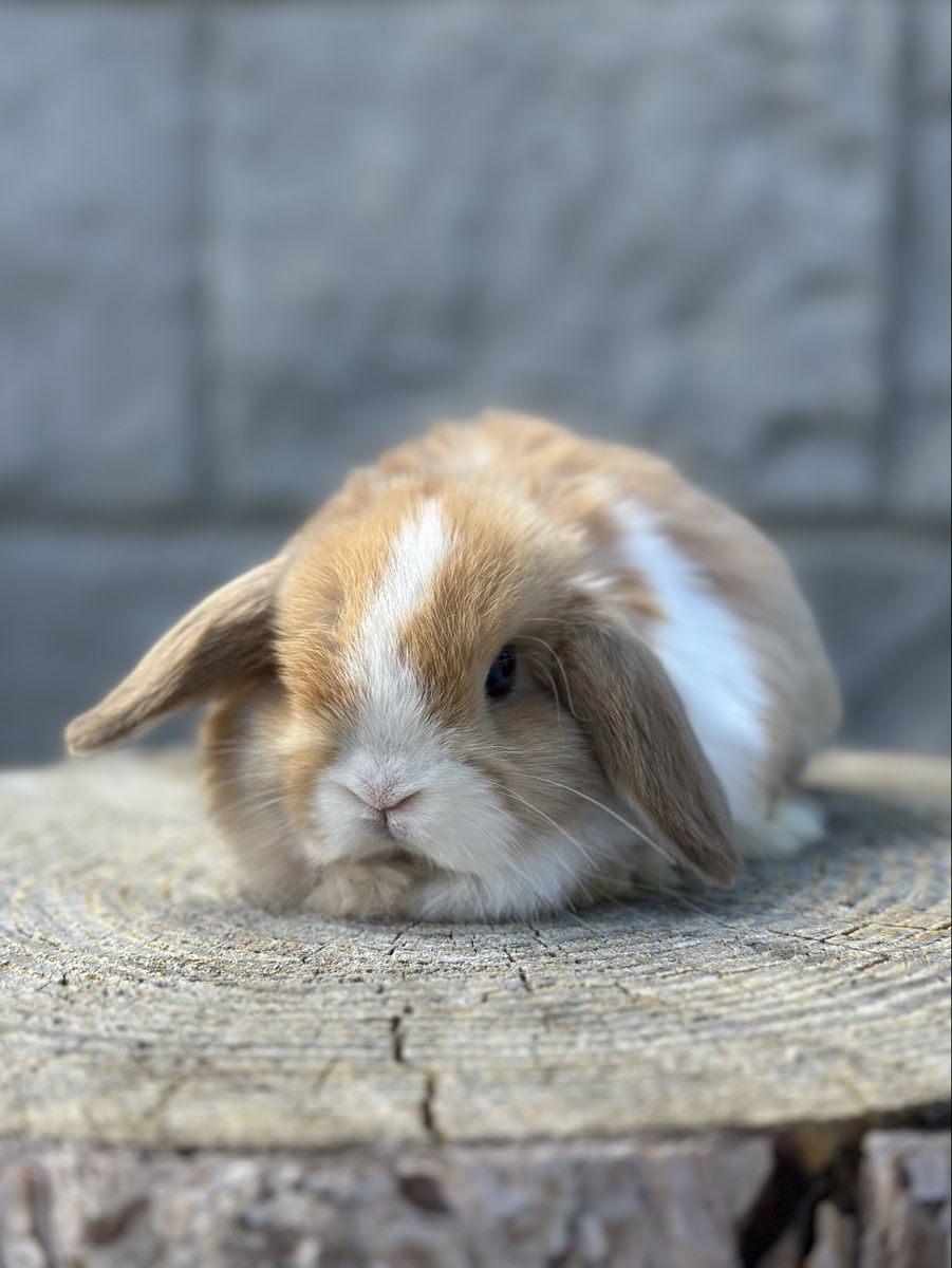 VM Harlequin Holland Lop Baby Girl