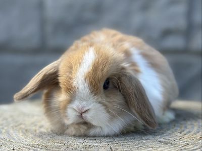 VM Harlequin Holland Lop Baby Girl