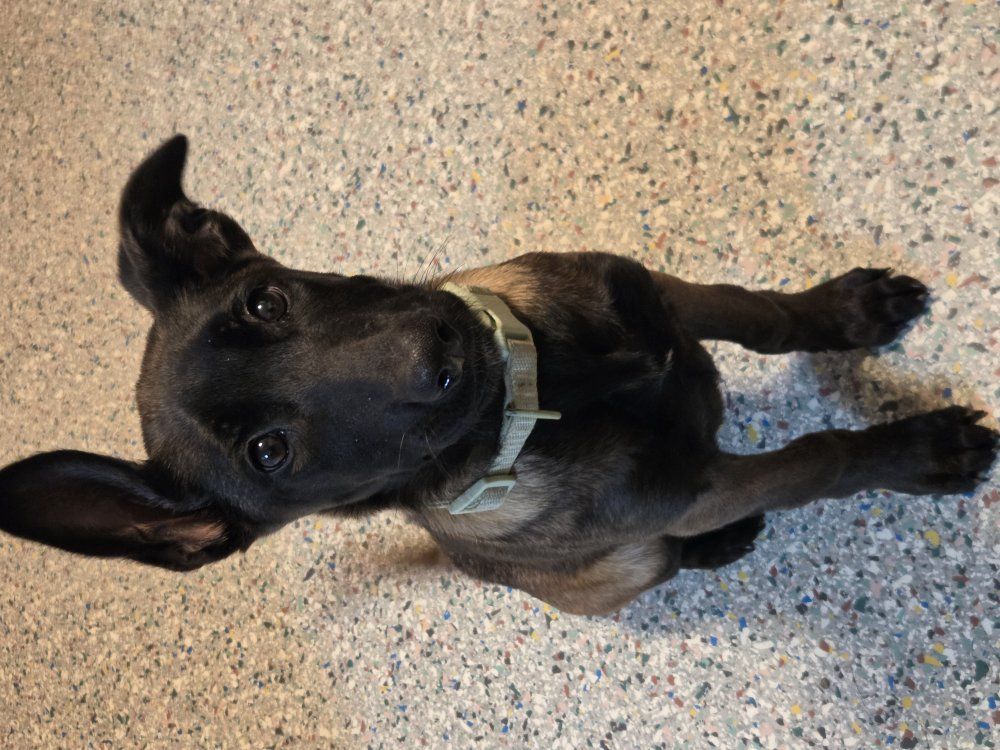 Belgian, malinois puppy