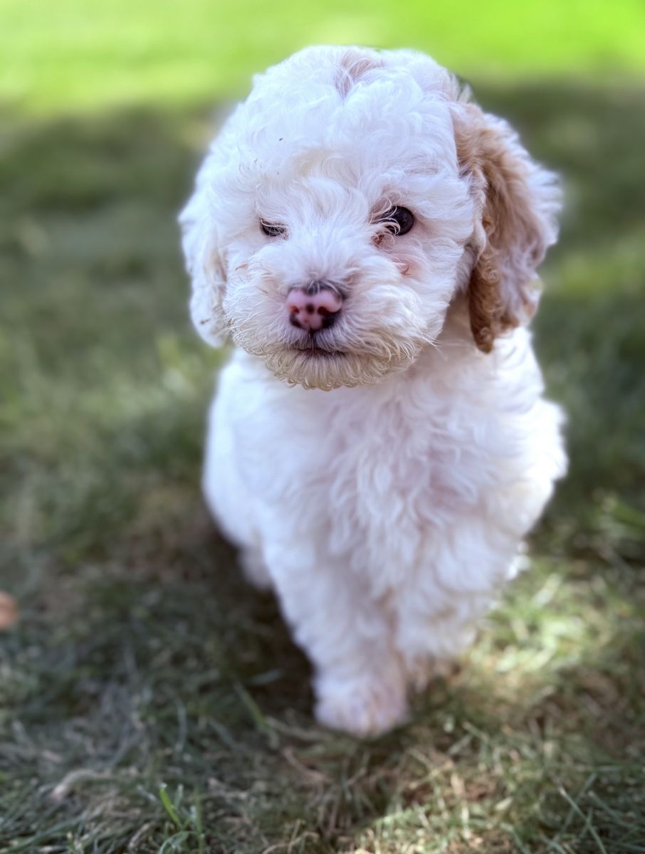 Mini Poodle Male