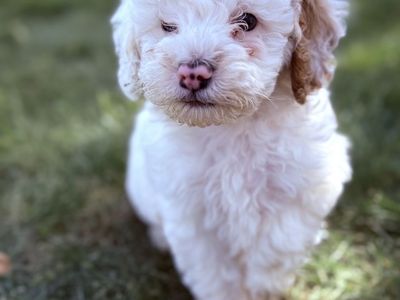 Mini Poodle Male