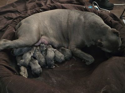 Cane corso