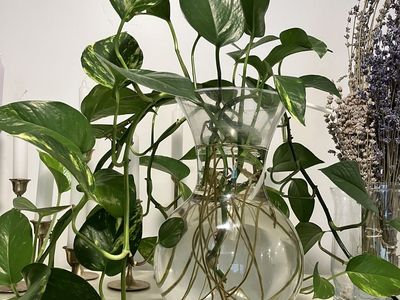 Glass Vase with Live Pothos Plant and Guppy Fish - Unique Home Decor