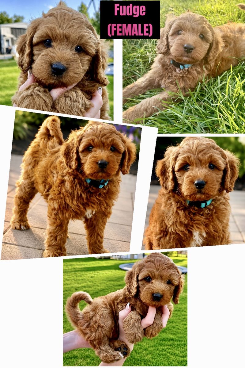 Mini Bernedoodle Multi-Gen Puppies | Expected 25–35 lbs will be ready for their forever homes 08/14