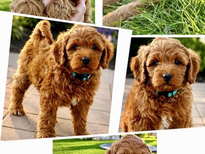 Mini Bernedoodle Multi-Gen Puppies | Expected 25–35 lbs will be ready for their forever homes 08/14