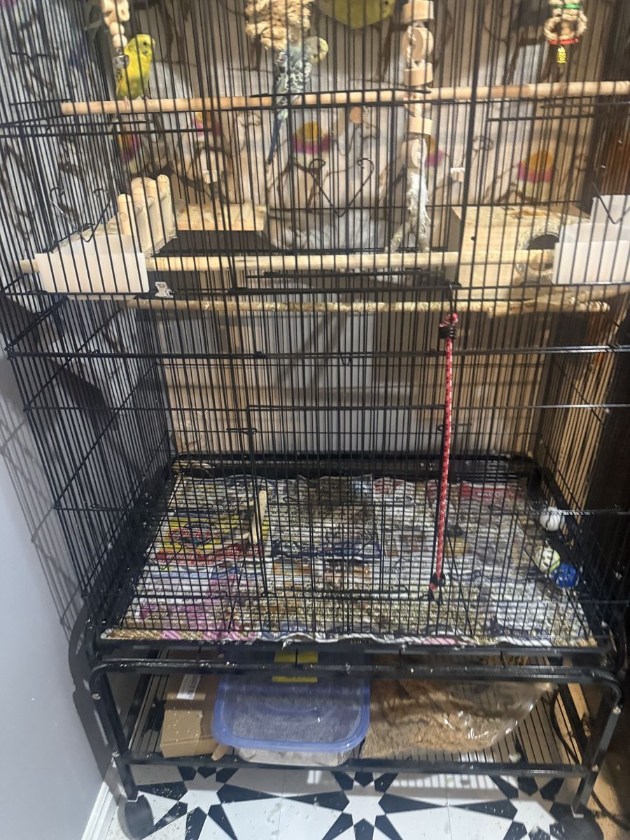Large Black Metal Bird Cage with Stand and Accessories - Budgies included