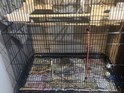 Large Black Metal Bird Cage with Stand and Accessories - Budgies included