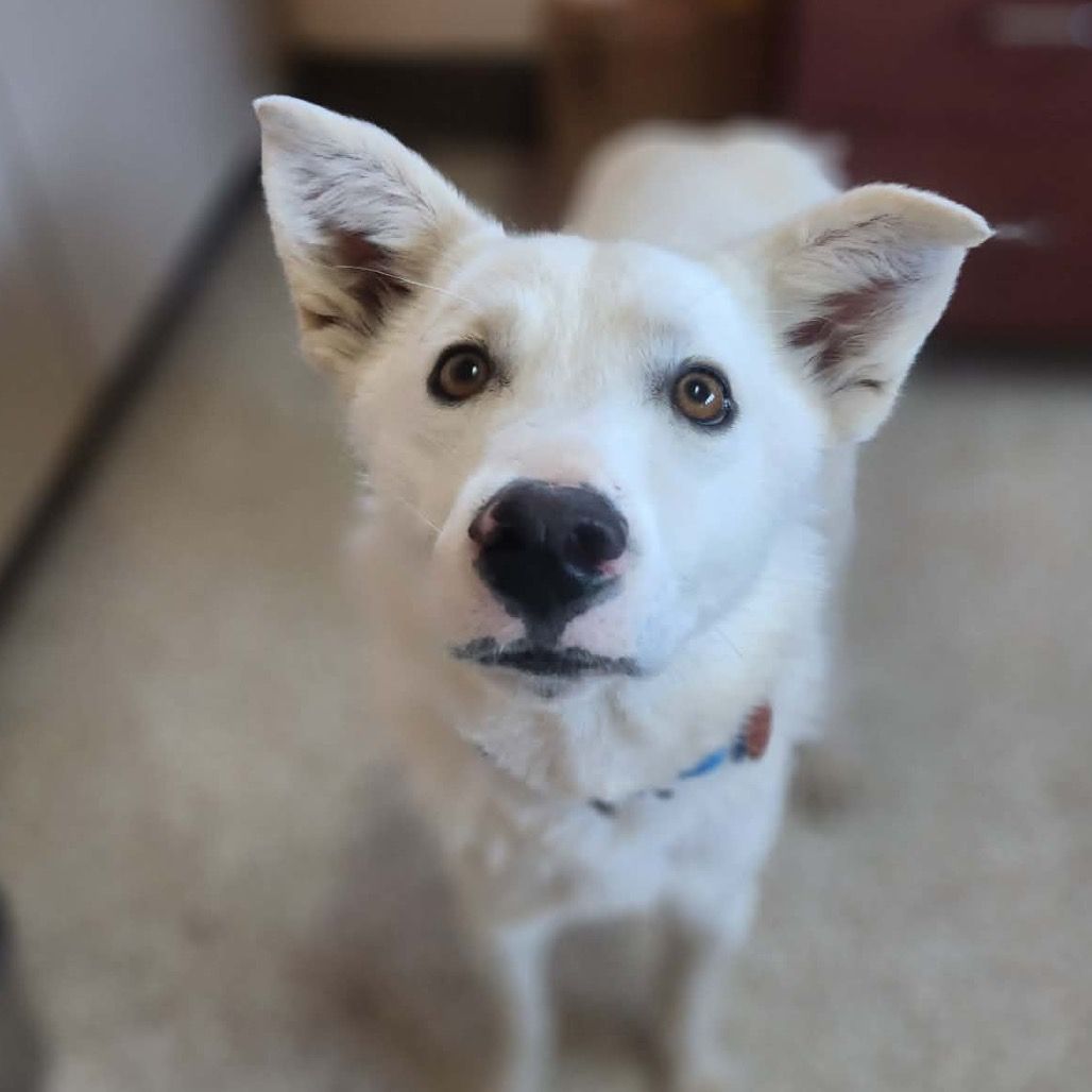 Hello my name is Archer
