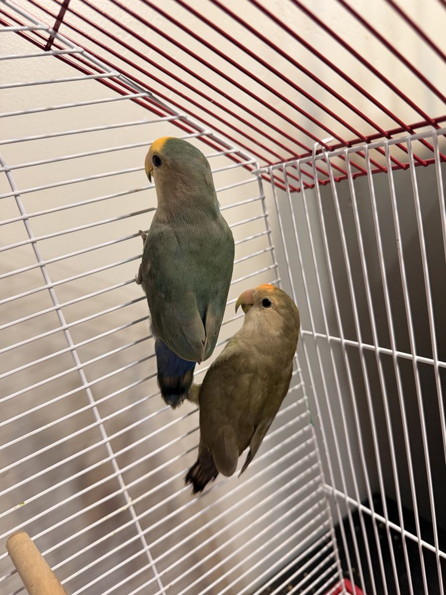 Proven Pair Of Lovebirds
