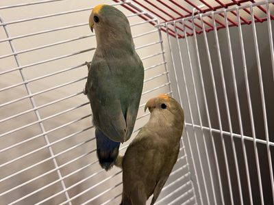 Proven Pair Of Lovebirds