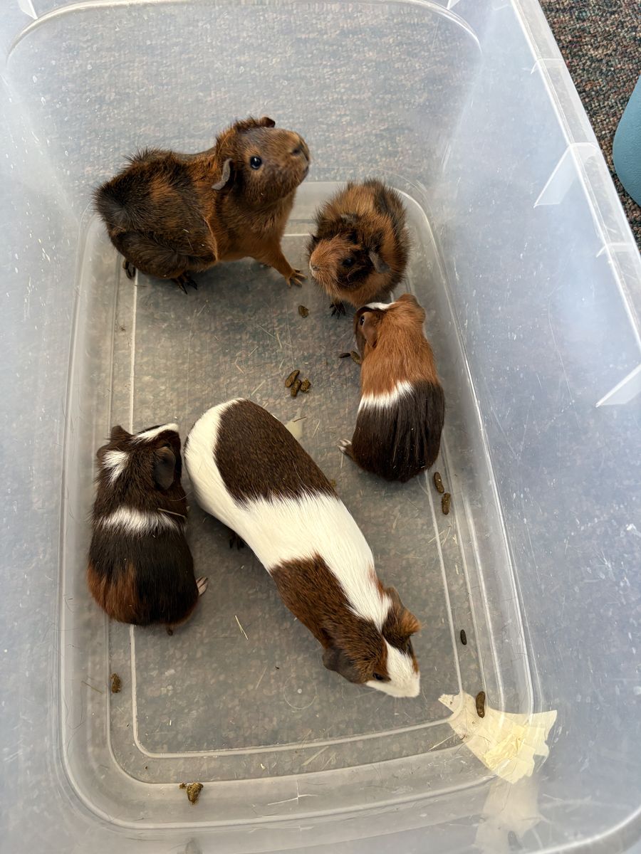 Guinea Pigs