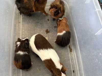Guinea Pigs