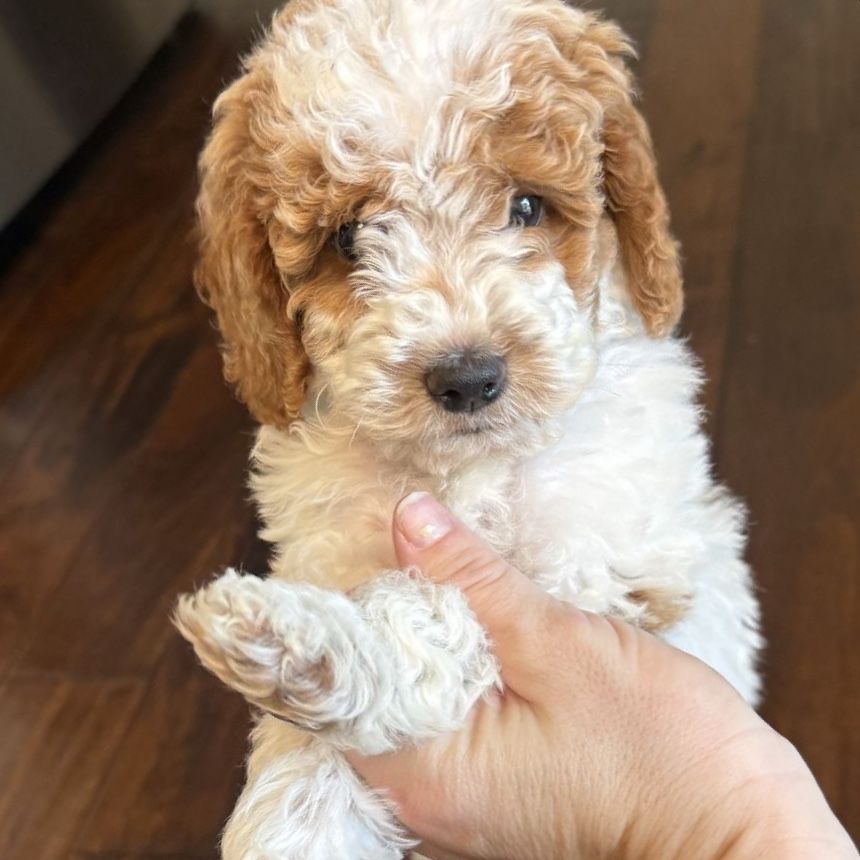 Mini Goldendoodle Puppies – 2 Adorable Boys