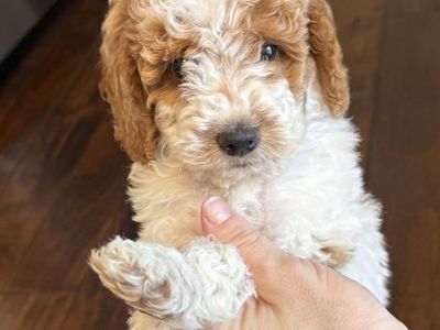 Mini Goldendoodle Puppies – 2 Adorable Boys
