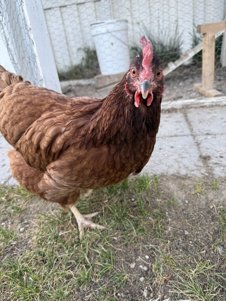 Free Chicken And Young Rooster