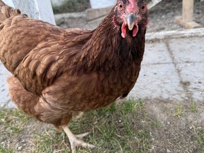 Free Chicken And Young Rooster