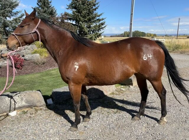 5 year old Bay Grade Broodmare "Buzz"