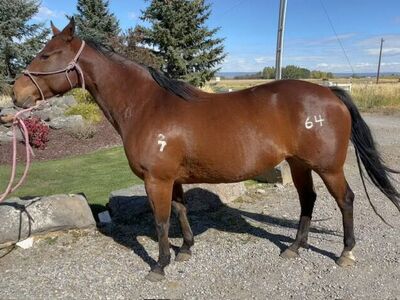 5 year old Bay Grade Broodmare "Buzz"