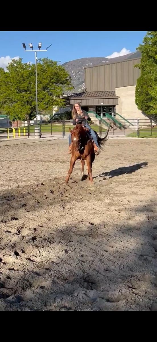 Registered Gelding Quarter Horse