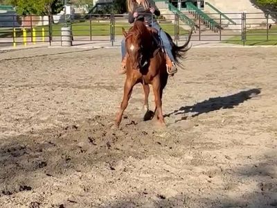 Registered Gelding Quarter Horse