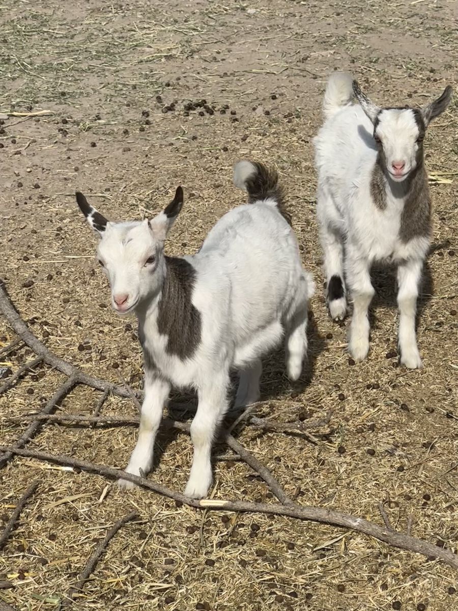 Baby Fainting Goats - Healthy Livestock for Sale