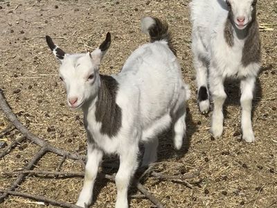Baby Fainting Goats - Healthy Livestock for Sale