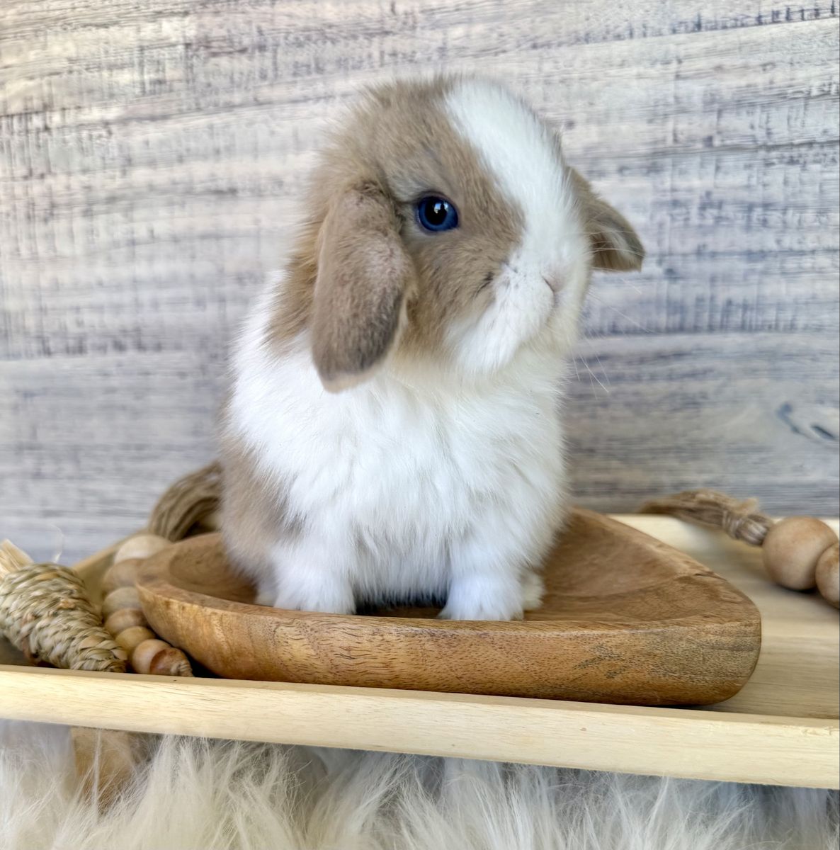 Tiniest Vm lynx holland lop buck with blue eyes