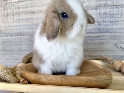 Tiniest Vm lynx holland lop buck with blue eyes