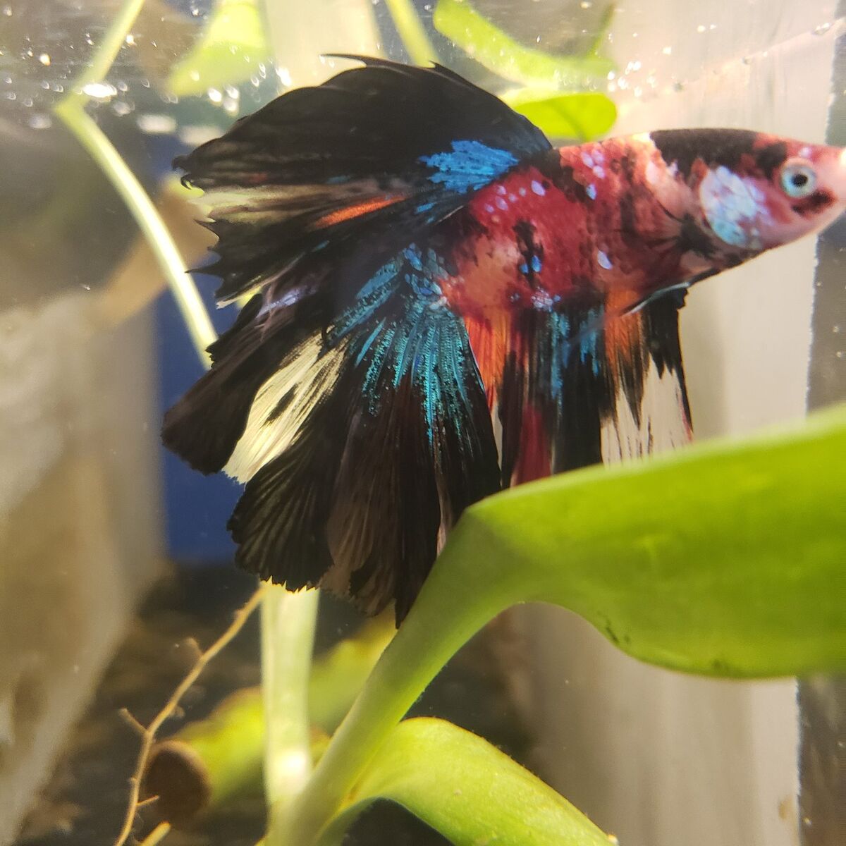 Import halfmoon Betta.