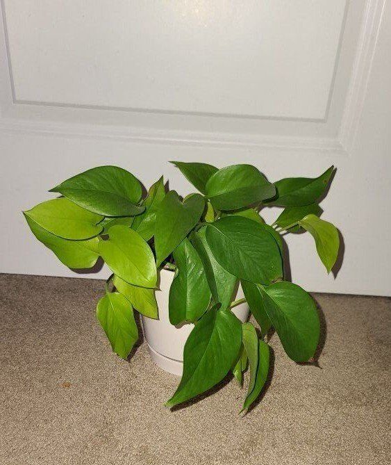 Neon Pothos Live Plant