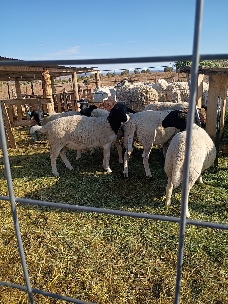 Dorper ewe lambs 